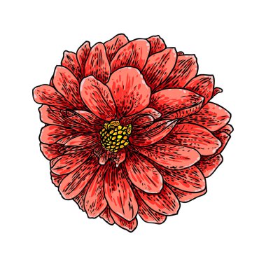 Renk, kroki, beyaz arka planda siyah çizgi resimler çizmeye dahlia veya zinnia çiçeği. Vektör.