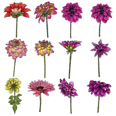 Çiçekler ayarlayın. Botanik Dahlias ve zinnia illüstrasyon yaz tasarım öğeleri. Siyah ve beyaz koleksiyonu elle çizilmiş çiçek ve otlar beyaz arka plan üzerinde izole et. Vektör.