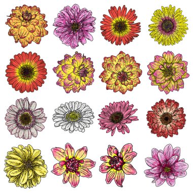 İzole Daisy, Yıldızçiçekleri, Zinnia ve Gerbera mürekkep elle çizilmiş çiçek resimde beyaz arka planda siyah ve renkli uçak anahat kümesi. Bahar botanik çiçek vektör.