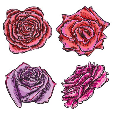 Güzel güller çiçeklenme kümesi beyaz arka plan üzerinde izole başları. Tebrik kartı ve davetiye düğün için tasarımı için öğeleri doğum günü, Sevgililer Günü's, anne s günü. Vektör.