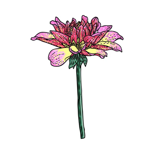 Flor Dalia Las Especies Relacionadas Incluyen Margarita Crisantemo Zinnia Arte — Vector de stock