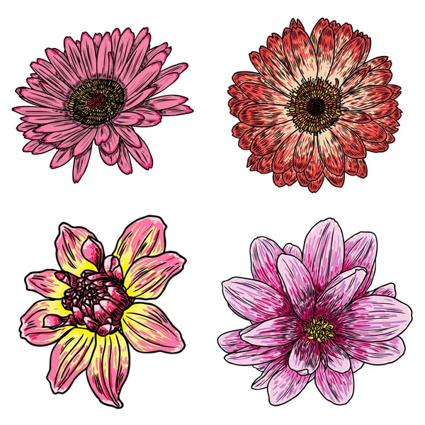 Ensemble Fleurs Dahlias Botaniques Zinnia Illustration Éléments Conception Été Collection — Image vectorielle