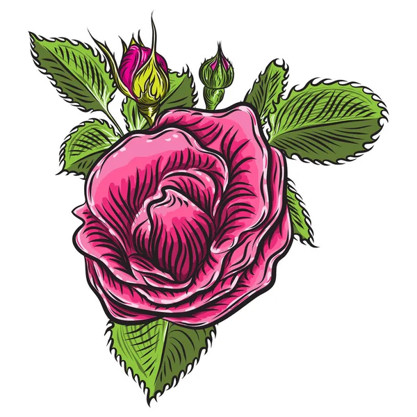 Roses Fleurs Bourgeons Tête Ouverte Feuilles Vertes Isolé Sur Fond — Image vectorielle