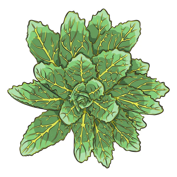 新鲜的热带房子植物 夏天心情元素 绿色多彩多汁卡片设计对象 自然绿色植物的孤立和可编辑的花朵 — 图库矢量图片