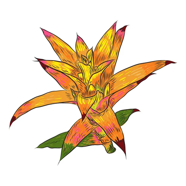 Bromelie Lebendige Blume Exotischen Dschungel Wald Frische Pflanze Botanische Illustration — Stockvektor