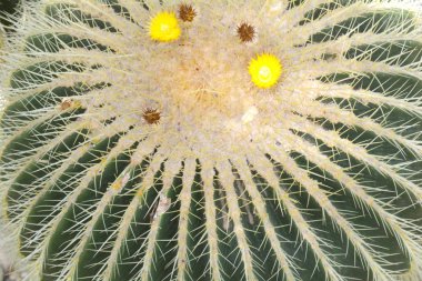 Yeşil kaktüs. Etli yeşil renklerde. Arka plan bitki kapatın. 