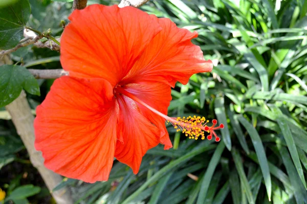 Exotische Rote Dschungelblume Von Hibiskus Hintergrund Von Waldfarn Hawaiianischer Hibiskus — Stockfoto