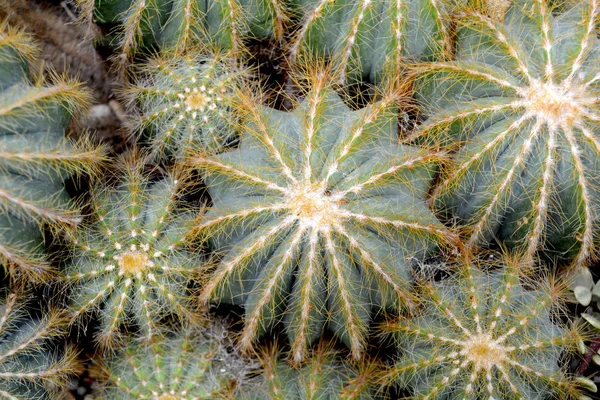 Grüner Kaktus Sukkulente Grünen Farben Hintergrundpflanze Aus Nächster Nähe — Stockfoto