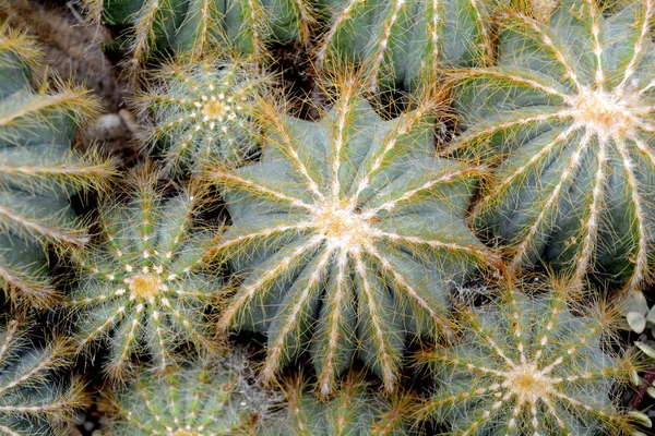 Green Cactus Succulent Green Colors Close Background Plant — Stock Photo, Image