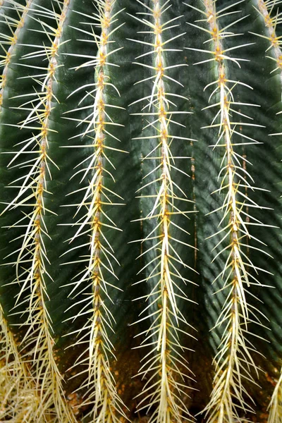 Cactus Design Moda Cor Verde Original Feche Vida Imóvel Mínima — Fotografia de Stock