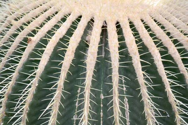 Diseño Moda Cactus Color Verde Original Bodegón Mínimo Fondo Humor — Foto de Stock