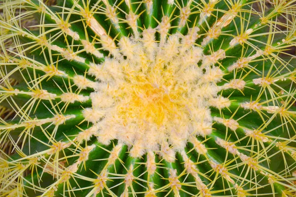 Achtergrond Van Cactus Natuurlijke Groene Kleur Close Van Concept Art — Stockfoto
