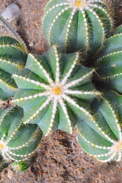 Plante Cactus Comme Fond Vert Rapproché Avec Espace Copie Pour — Photo