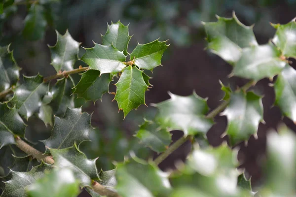 Springs Leaves Holly Close Selective Focus Bright Holly Fern Bush — Stock Photo, Image