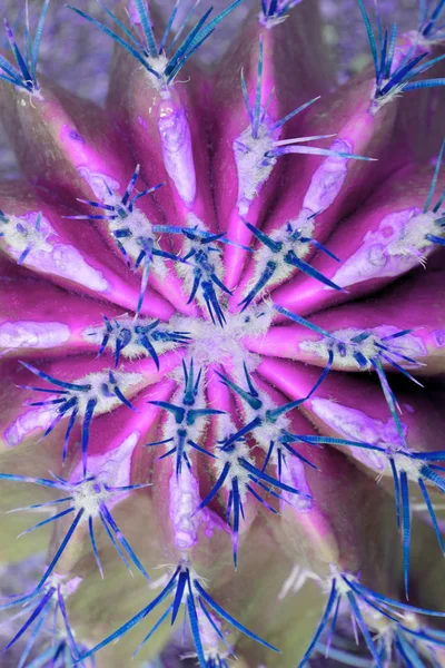 Cactus Cerca Con Rosa Azul Vibrante Gradiente Negrita Colores Holográficos — Foto de Stock