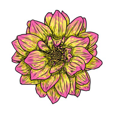 Dahlia çiçeği, papatya, krizantem ve zinnia akraba türler içerir. Mürekkep çiçek sanat. Çiçek başı düğün dekorasyon, Sevgililer günü, anneler günü, satış ve diğer olaylar için. Vektör.