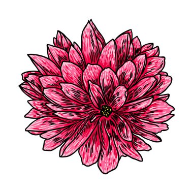 Dahlia. Botanik illüstrasyon. Siyah ve renkli tasarım öğeleri. Çiçek başı düğün dekorasyon, Sevgililer günü, anneler günü, satış ve diğer olaylar için. Vektör.
