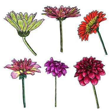 Dahlia çiçek kümesi, daisy ve zinnia akraba türler içerir. Mürekkep çiçek sanat. Çiçek başı düğün dekorasyon, Sevgililer günü, anneler günü, satış ve diğer olaylar için. Vektör.