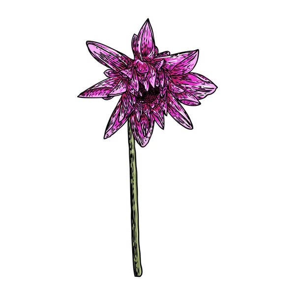 Dahlia Head Botanical Vintage Ink Illustration Hand Drawn Flower Herb — Stock Vector