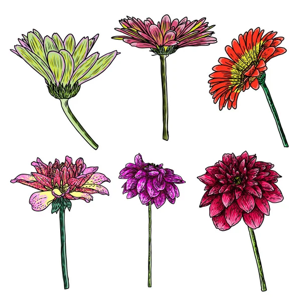 Dahlia Ensemble Fleurs Espèces Apparentées Comprennent Marguerite Zinnia Art Floral — Image vectorielle