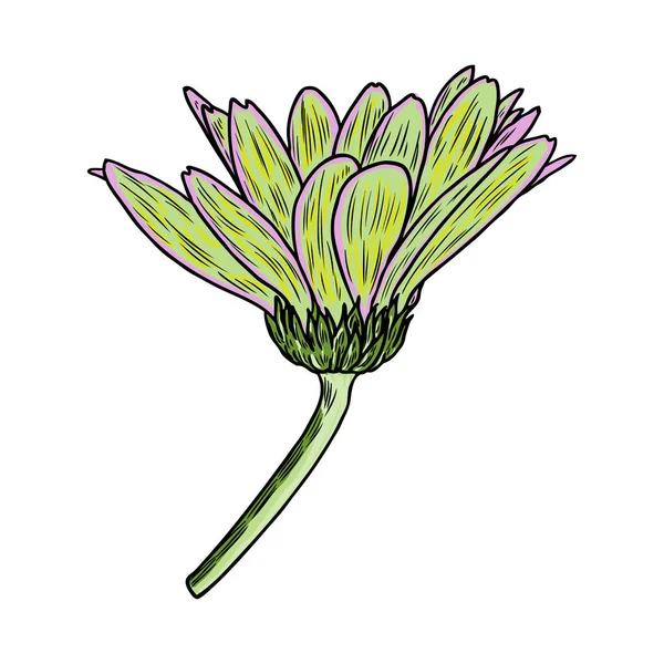 Desenho Flor Margarida Floral Mão Desenhada Elemento Botânico Ilustração Vetor — Vetor de Stock
