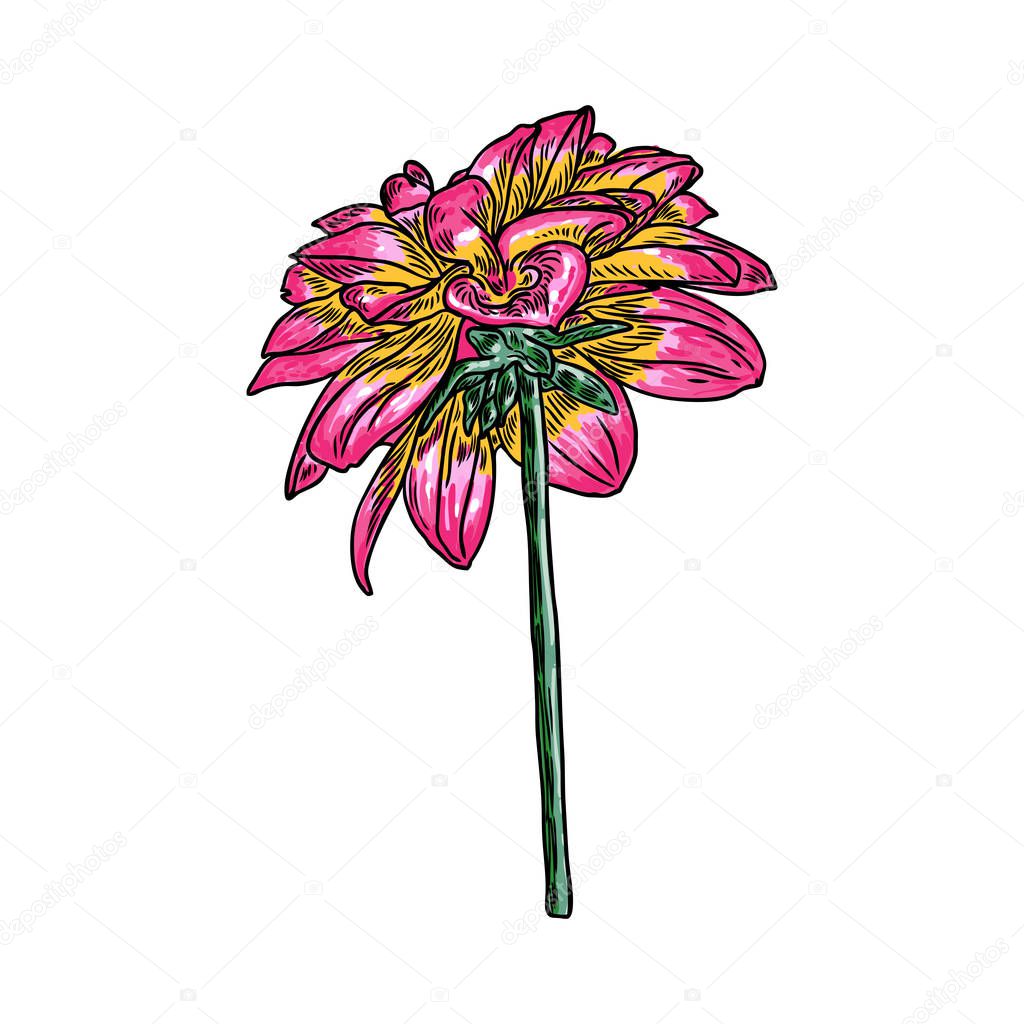 Dahlia. Botanical illustration. Design elements in black and color. Floral head for wedding decoration, Valentine's Day, Mother's Day, sales and other events. Vector.