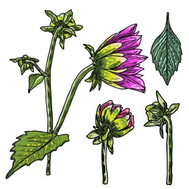 Fern, yaprakları ve yarı açık tomurcukları Daisy, Yıldızçiçekleri, Zinnia ve Gerbera çiçek kümesi. Çizilmiş botanik otlar, yerli el ve kır çiçekleri çiçek kroki. Vektör.