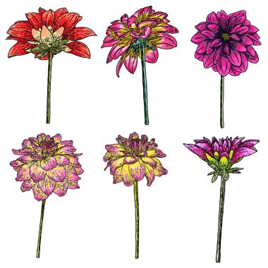 Yıldızçiçekleri ayarlayın. Botanik vintage mürekkep illüstrasyon. Elle çizilmiş çiçekler ve bitkiler koleksiyonu beyaz arka plan üzerinde izole et. Siyah ve beyaz çiçekçi öğeleri. Vektör.