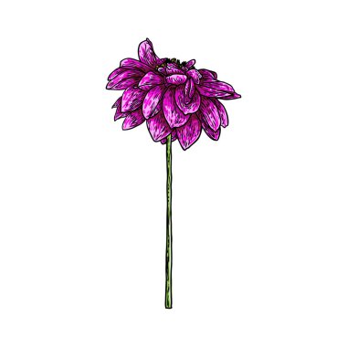 Dahlia çiçeği, papatya, krizantem ve zinnia akraba türler içerir. Mürekkep çiçek sanat. Çiçek başı düğün dekorasyon, Sevgililer günü, anneler günü, satış ve diğer olaylar için. Vektör.