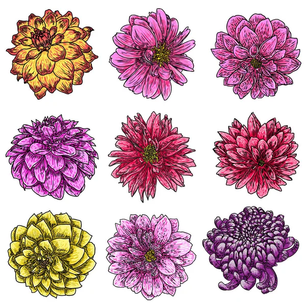 白い背景に分離された手描き菊とダリアの花セット スケッチ スタイルの彫刻のイラストを色します ベクトル — ストックベクタ