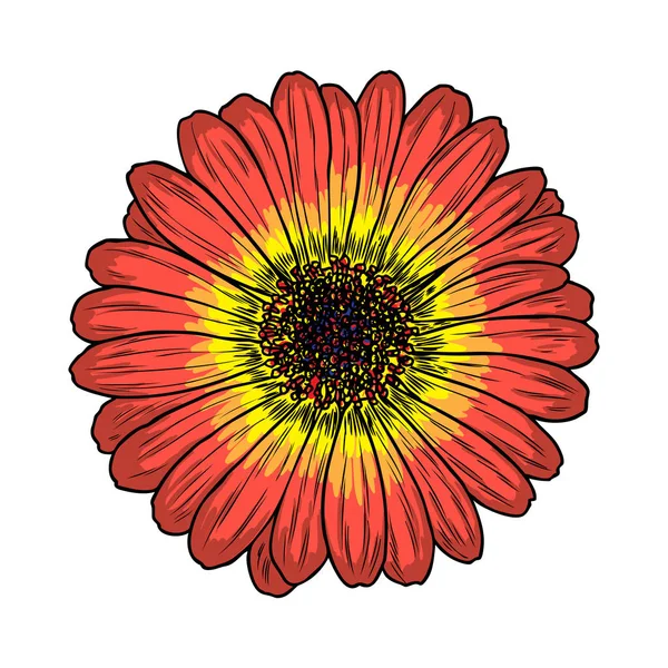 Daisy Esboço Botânica Floral Desenho Flores Margarida Cor Arte Linha —  Vetores de Stock