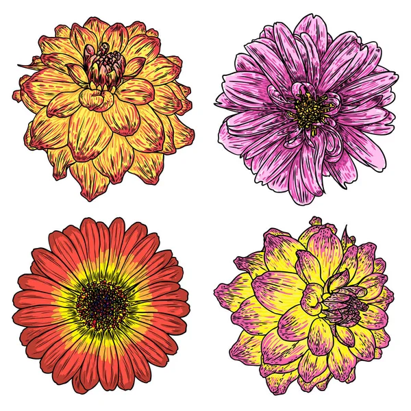Ensemble Fleurs Dahlias Botaniques Zinnia Illustration Éléments Conception Été Collection — Image vectorielle