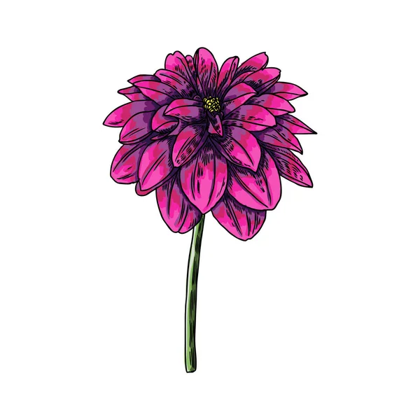 Dahlia Botanik Illüstrasyon Siyah Renkli Tasarım Öğeleri Çiçek Başı Düğün — Stok Vektör