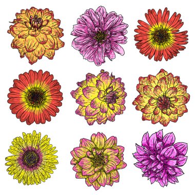 İzole Daisy, Yıldızçiçekleri, Zinnia ve Gerbera mürekkep elle çizilmiş çiçek resimde beyaz arka planda siyah ve renkli uçak anahat kümesi. Bahar botanik çiçek vektör.