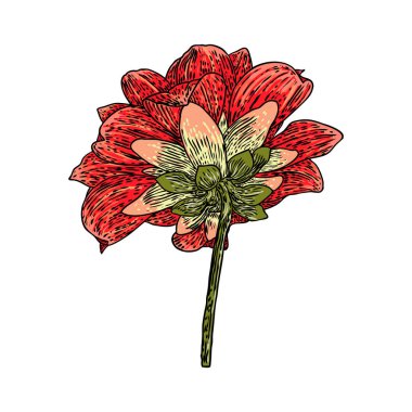 Dahlia çiçeği. Vintage illüstrasyon botanik siyah ve renkli mürekkep. Yaz tasarım öğeleri. Daisy, krizantem ve zinnia akraba türler içerir. Çiçek kafa. Vektör.