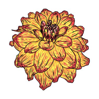 Dahlia kafa. Botanik vintage mürekkep illüstrasyon. El çekilmiş çiçek ve bitki beyaz arka plan üzerinde izole et. Siyah ve renkli çiçekçi öğeleri. Vektör.