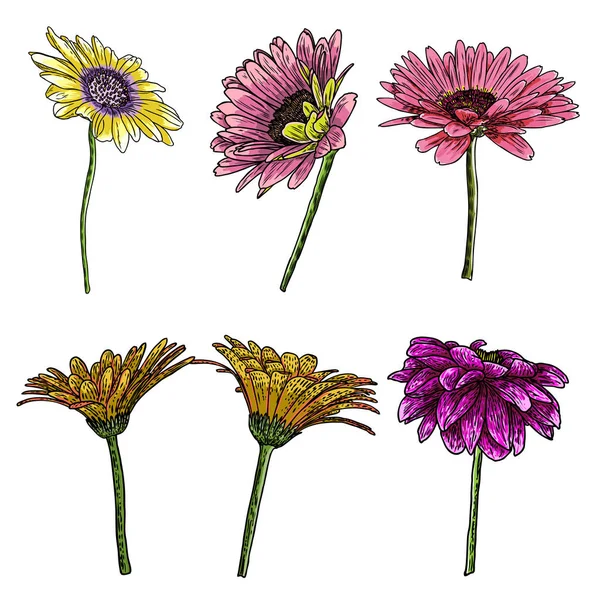 Dibujos Conjunto Flores Arte Línea Daisy Mano Dibujada Aislada Sobre — Vector de stock