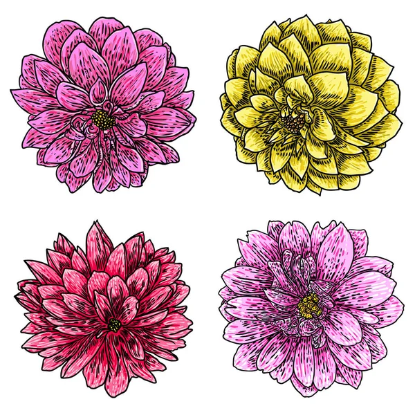 Dahlias Prêt Illustration Botanique Encre Vintage Collection Fleurs Dessinées Main — Image vectorielle