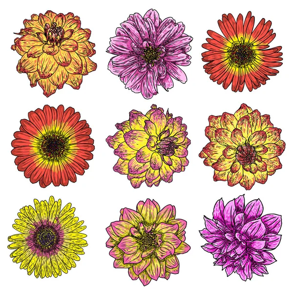 Ensemble Daisy Isolé Dahlias Zinnia Gerbera Illustration Fleur Dessinée Main — Image vectorielle