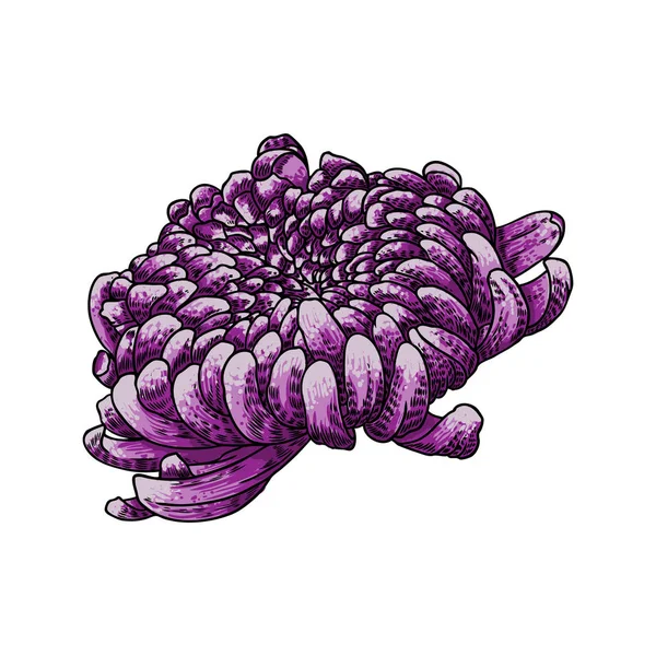 Hand Getekende Chrysant Bloem Geïsoleerd Een Witte Achtergrond Illustratie Van — Stockvector