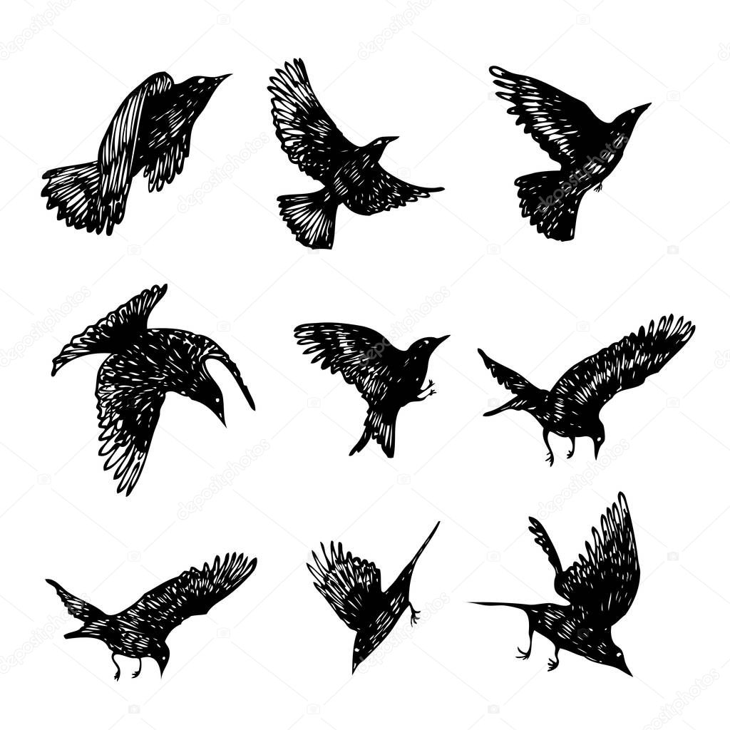 Set of black raven birds, hand drawn crows flock. Drawing sketch. Vector.