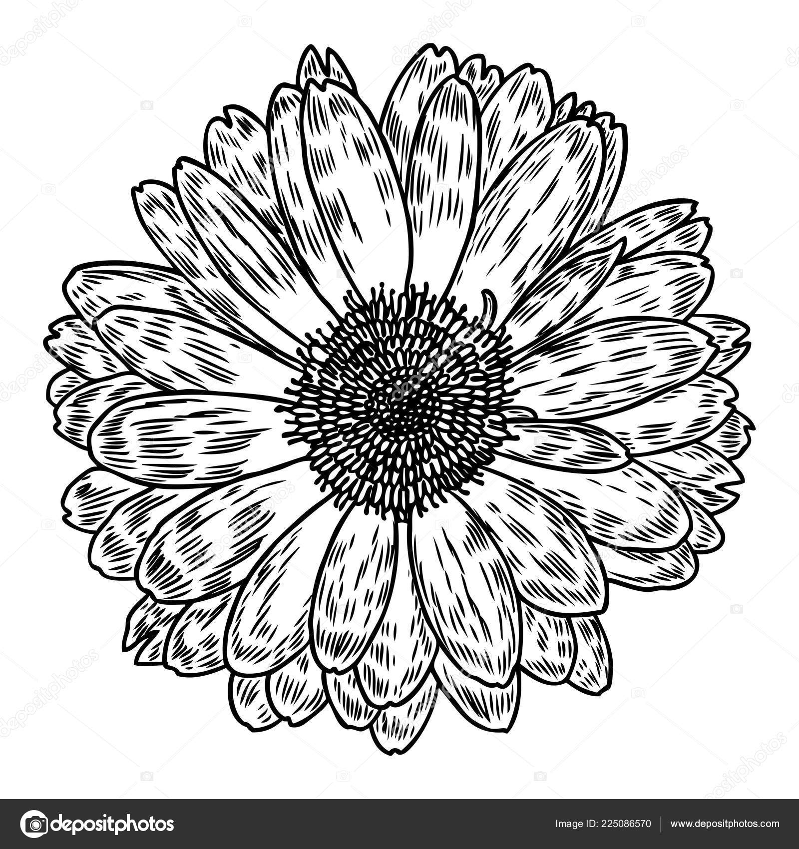 Daisy Line Art Style Isolated Daisy Hand Drawn Botanical Flower Stock