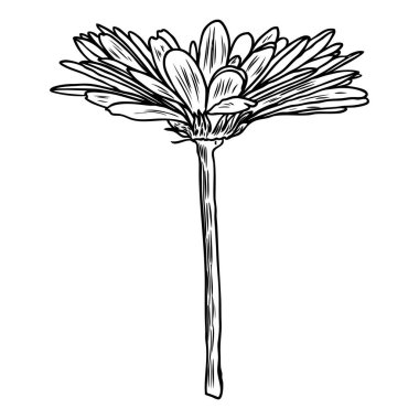 Çizim papatya çiçek. Çiçek el botanik eleman illüstrasyon çekilmiş. Vektör.