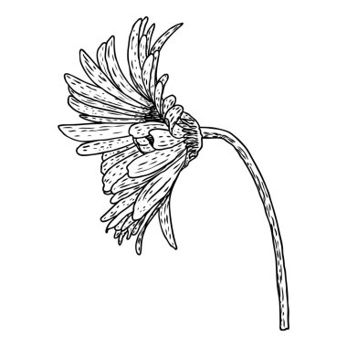 Açık yaprakları daisy baş çiçek. Çiçek Botanik çizimler. Siyah ve beyaz hat sanatı. Vektör.