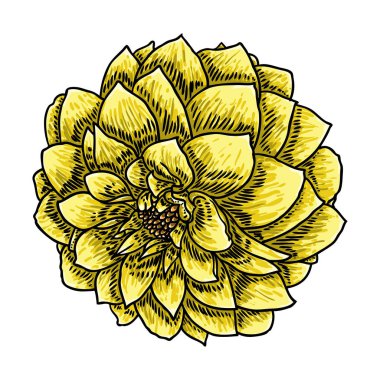 Dahlia çiçeği. Vintage illüstrasyon botanik siyah ve renkli mürekkep. Yaz tasarım öğeleri. Daisy, krizantem ve zinnia akraba türler içerir. Çiçek kafa. Vektör.