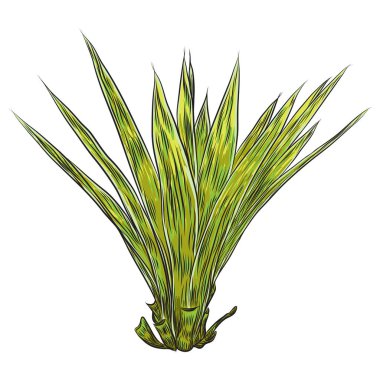 Parlak canlı çizilmiş tropikal bitki ve yaprakları. Taze egzotik yaprakları ve orman orman daldan.