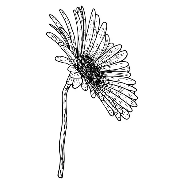 Offene Blütenblätter Gänseblümchenkopf Blume Blumenbotanik Zeichnungen Schwarz Weiß Linienkunst Vektor — Stockvektor