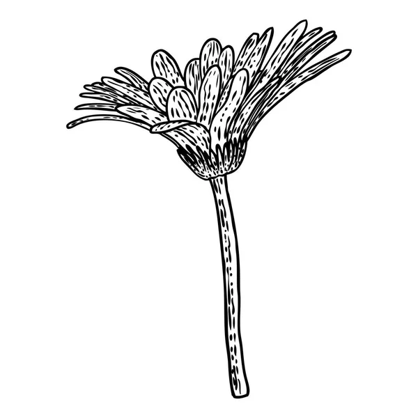 Offene Blütenblätter Gänseblümchenkopf Blume Blumenbotanik Zeichnungen Schwarz Weiß Linienkunst Vektor — Stockvektor
