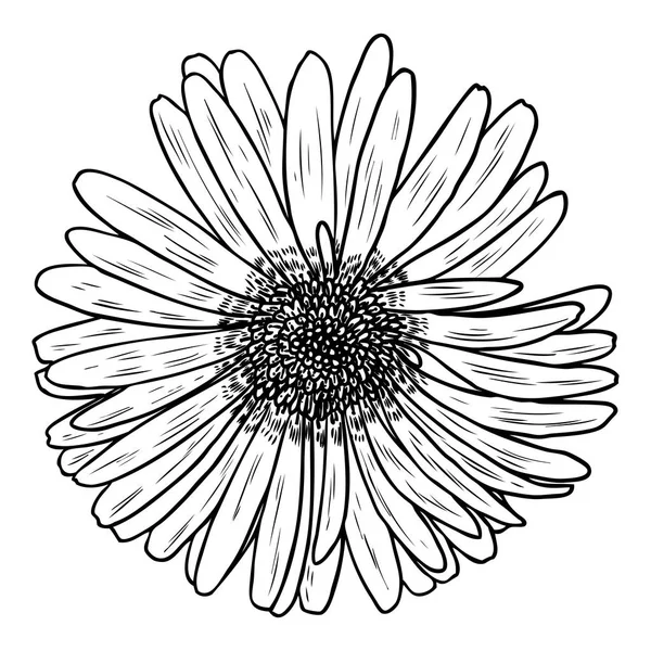 Margarita Estilo Línea Arte Aislada Daisy Elemento Flor Botánica Dibujada — Archivo Imágenes Vectoriales