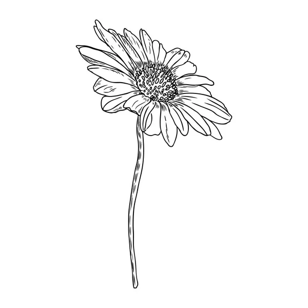 Disegno Fiore Margherita Illustrazione Elementi Botanici Disegnati Mano Floreale Vettore — Vettoriale Stock